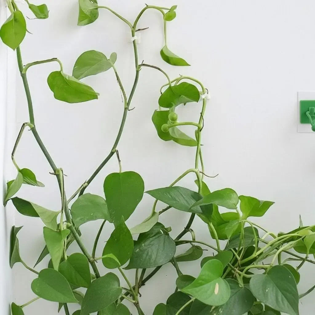 Grampo de parede para Plantas   Maravilhas do Mundo Moderno